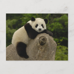 Carte Postale Bébé panda géant