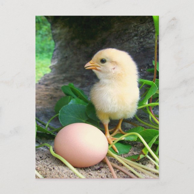 Carte Postale Bébé Poulets De Poule Avec Oeuf Rose (Devant)