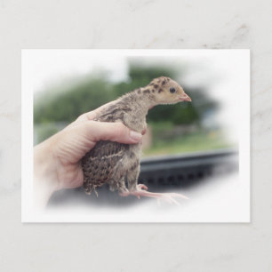 Carte Postale Bébé poussin de dinde tenue par une main