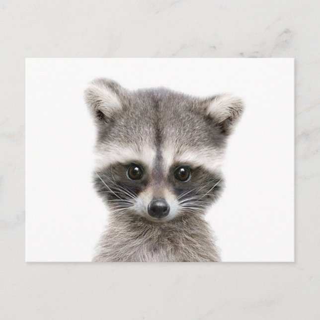 Carte Postale bébé raccoon dit bonjour. (Devant)
