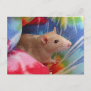 Carte Postale Bébé rat