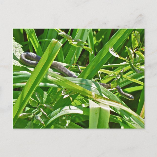 Carte Postale Bébé Serpent de rat noir - Elaphe obsoleta obsolet (Devant)