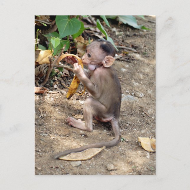 Carte Postale Bébé singe (Devant)