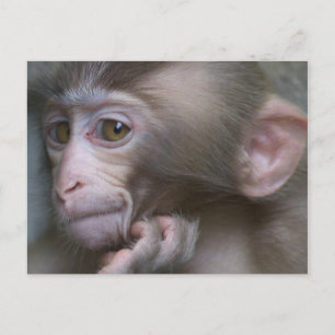 Carte Postale Bébé singe