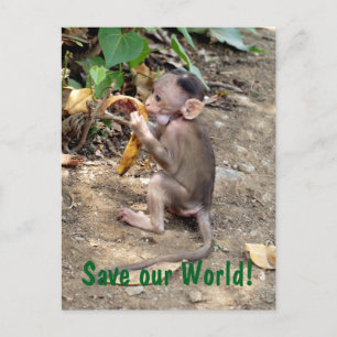 Carte Postale Bébé singe