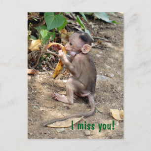 Carte Postale Bébé singe