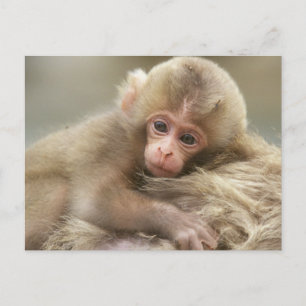 Carte Postale Bébé singe des neiges, Jigokudani, Nagano, Japon 2
