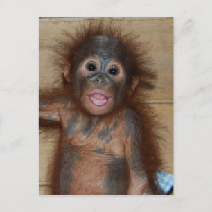 Carte Postale Bébé souriant Orangutan dans Diapers Borneo