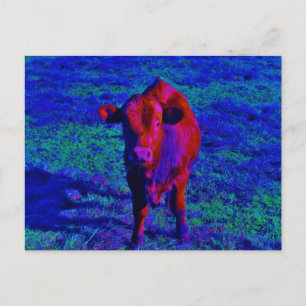 Carte Postale Bébé Vache Pelouse pourpre