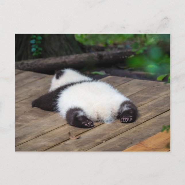 Carte Postale Bébés Animaux les Plus Mignons | Bébé Panda Géant  (Devant)