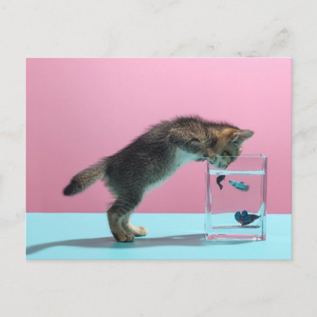 Carte Postale Bébés Animaux les Plus Mignons | Chaton Regardant  (Devant)