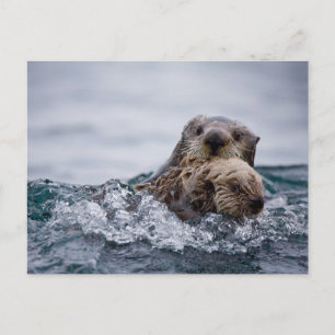 Carte Postale Bébés Animaux les Plus Mignons   Loutre Bébé & Mèr