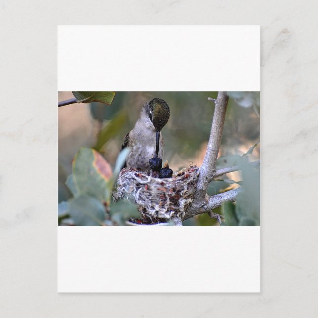 Carte Postale Bébés colibris (Devant)