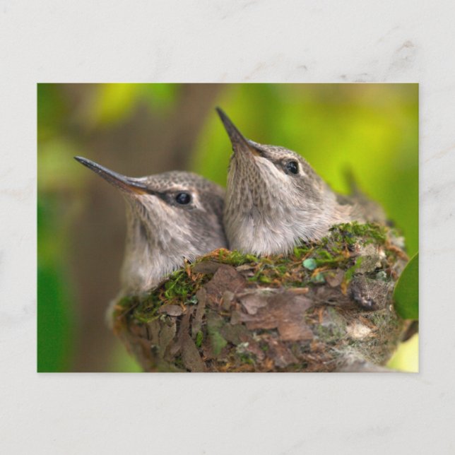 Carte Postale Bébés colibris (Devant)