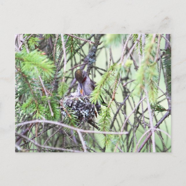 Carte Postale Bébés colibris dans un nid (Devant)