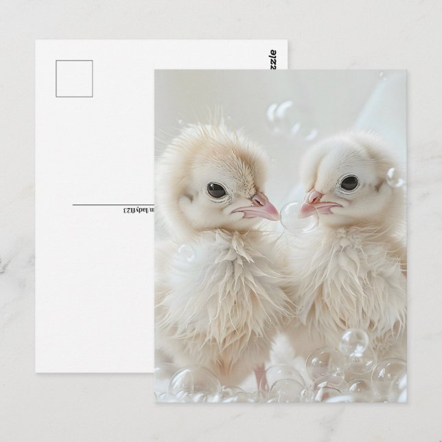Carte Postale Bébés de paon blanc, Post-croisement (Devant / Derrière)