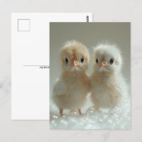 Bébés de paon blanc, Post-croisement
