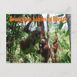 Carte Postale Bébés d'Orangutan à Bornéo
