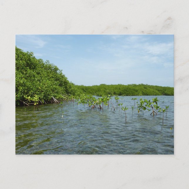 Carte Postale Bébés palétuviers dans les Caraïbes (Devant)