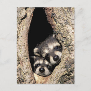 Carte Postale Bébés ratons laveurs dans la cavité d'un arbre Pro