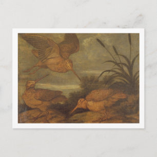 Carte Postale Bécasse à Dusk, vers 1676 (huile sur toile)