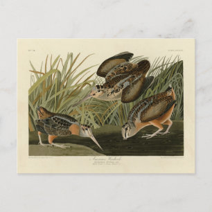 Carte Postale Bécasse américaine d'Audubon's Birds of America
