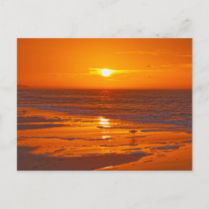 Carte Postale Bécasse d'Amérique sur une plage de Floride à l'au
