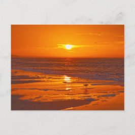 Carte Postale Bécasse d'Amérique sur une plage de Floride à l'au