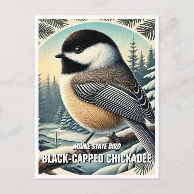 Carte Postale Bécasseau à capuchon noir de l'Oiseau du Maine (Devant)