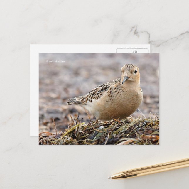 Carte Postale Bécasseau à poitrine rousse sur la plage (Devant/Arrière en situation)