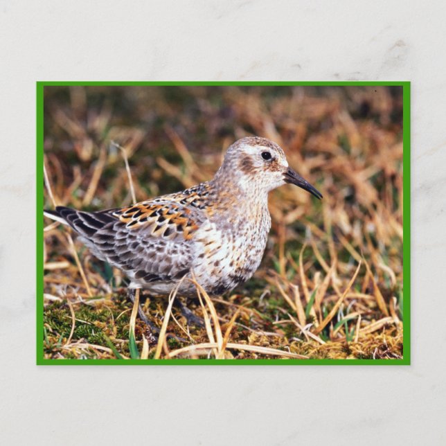 Carte Postale Bécasseau de roche (Devant)