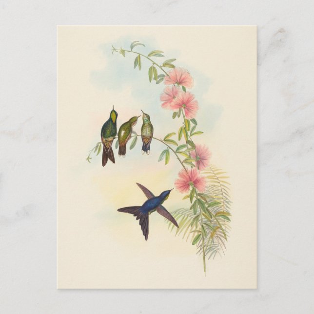 Carte Postale Bécasseau épineux à petites factures | John Gould (Devant)