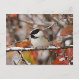 Carte Postale Bécasseau noir adulte en neige