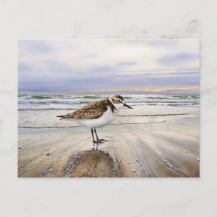 Carte Postale Bécasseau sur le Beach Bird Art