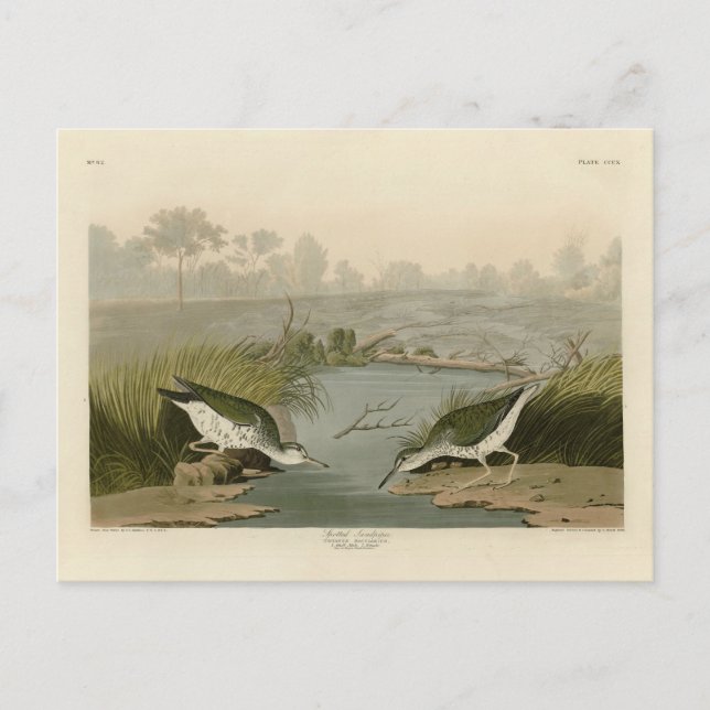 Carte Postale Bécasseau tacheté des oiseaux d'Amérique d'Audubon (Devant)