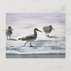 Carte Postale Bécasseaux