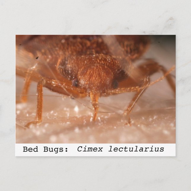Carte Postale Bed Bugs : Cimex lectularius (Devant)