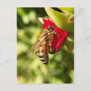 CARTE POSTALE BEE
