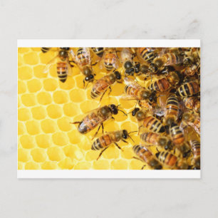 Carte Postale Bee Bees Hive Miel Comb Sweet Dessert Jaune