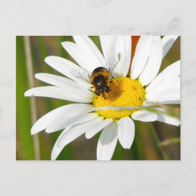 Carte postale Bee & Daisy (Devant)