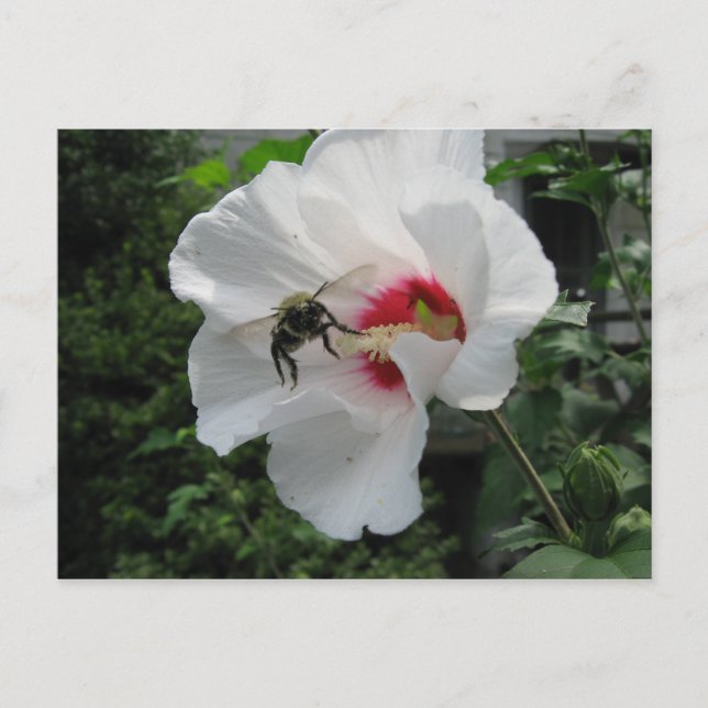 Carte Postale Bee et Rose de Sharon Postcard (Devant)