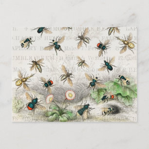 Carte Postale Bee Honey Travailleur Queen Bees Antique