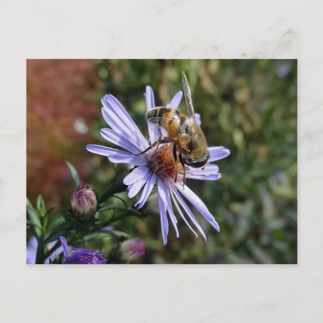 Carte Postale Bee Poscard (Devant)