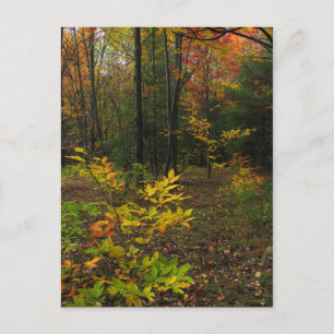 Carte Postale Beech Woods