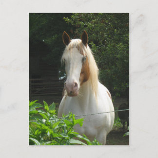 Carte Postale Beedahbeen