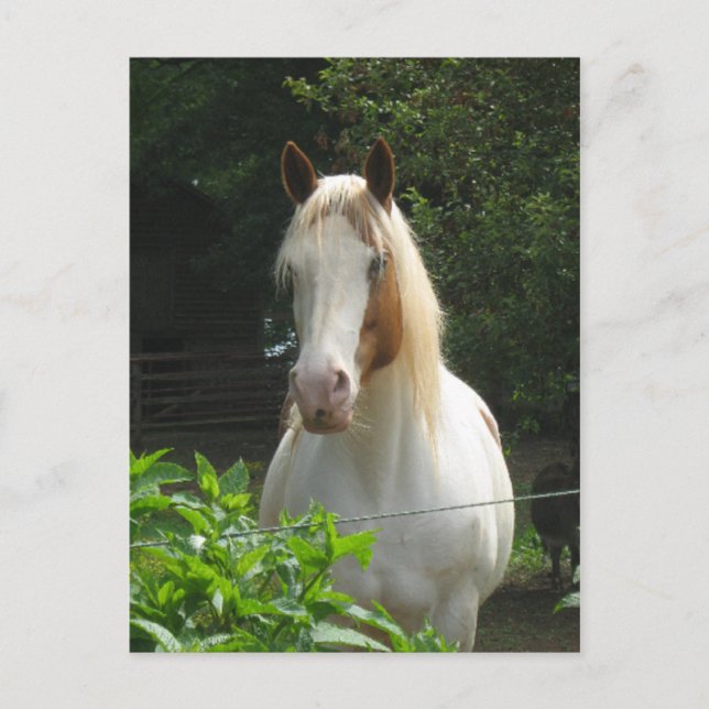 Carte Postale Beedahbeen (Devant)