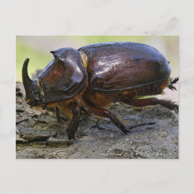 Carte Postale Beetle (Devant)