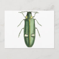 Beetle à revêtement métallique en bois