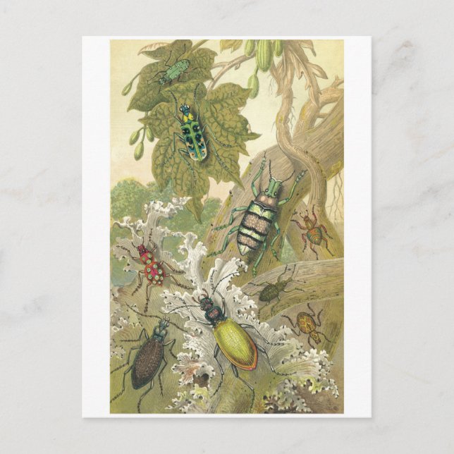 Carte Postale Beetles britanniques (Devant)