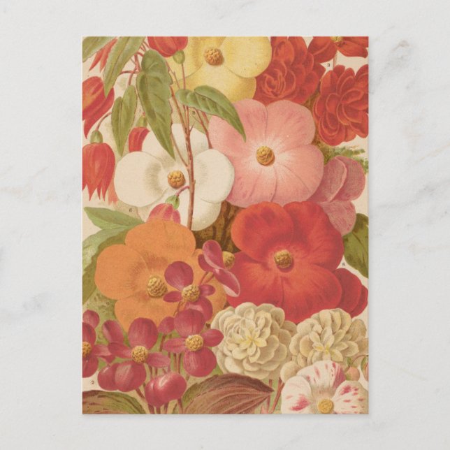 Carte Postale Begonia | George Nicholson (Devant)